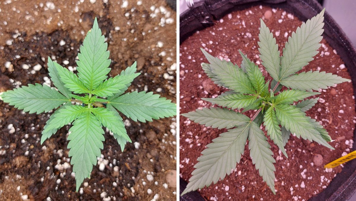 Banana Purple Punch Auto Cannabissorte: mittlere Vegetationsphase | Wochen 3-4 | natürliches Wachstum