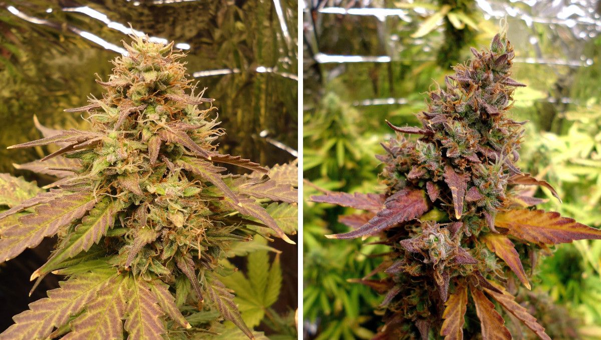 Green Crack Auto cannabis strain: ripening and harvest | week 10 and beyond | multicoloured buds of an autoflower