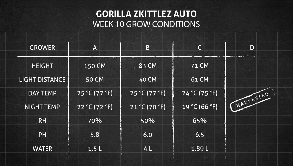 Gorilla Z Auto cannabis strain: week 10 grow conditions Gorilla Z Auto cannabis strain: week 10 grow conditions