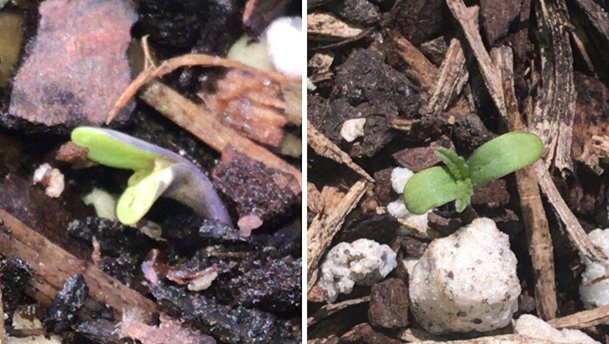 GG4 Sherbet FF cannabis strain: germination and seedling stage | week 1 | a small but healthy-looking, green sprout coming up from the medium GG4 Sherbet FF cannabis strain: germination and seedling stage | week 1 | a small but healthy-looking, green sprout coming up from the medium
