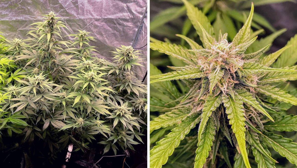 Gorilla Auto Cannabis Strain Week-by-Week Guide: A side view of two flowering ganja plants in a grow tent with stretchy branches and buds that start to stack up and a closeup of a bud with most pistils white but some purplish Gorilla Auto Cannabis Strain Week-by-Week Guide: A side view of two flowering ganja plants in a grow tent with stretchy branches and buds that start to stack up and a closeup of a bud with most pistils white but some purplish