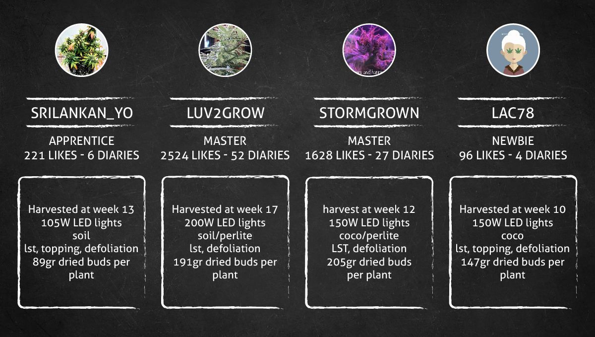 Amnesia Z Auto cannabis strain: outcome comparison Amnesia Z Auto cannabis strain: outcome comparison