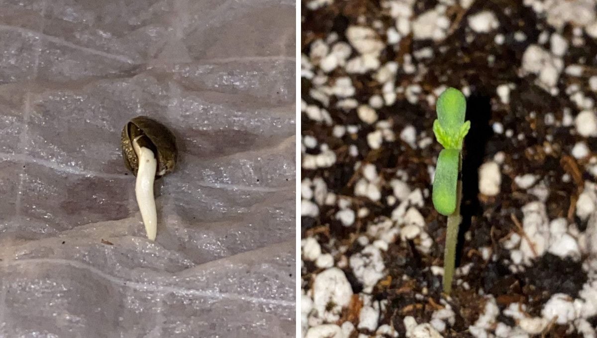 Pineapple Express Auto cannabis strain: germination and seedling stage | week 1 | a seed with a taproot showing and a 1-day-old sprout