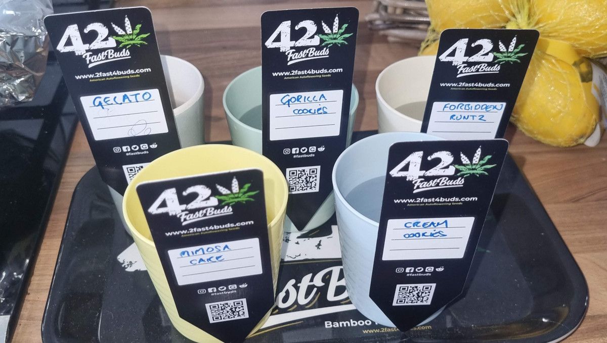 Mimosa Cake Auto cannabis strain: germination and seedling stage | week 1 | several cups with water marked with 420 FastBuds strain cards