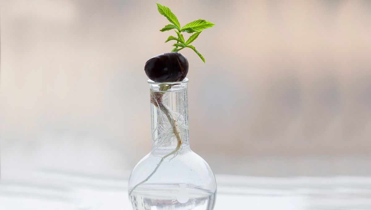 How to Grow Cannabis Indoors: a Beginners guide - 2021 (Part 2): Hydroponics How to Grow Cannabis Indoors: a Beginners guide - 2021 (Part 2): Hydroponics