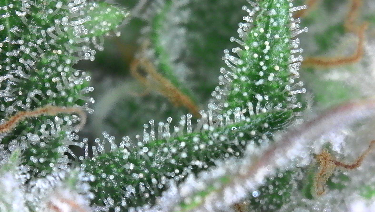 Autoflowers bieten eine ebenso große Bandbreite an Terpenen wie photoperiodische Pflanzen. Autoflowers bieten eine ebenso große Bandbreite an Terpenen wie photoperiodische Pflanzen.