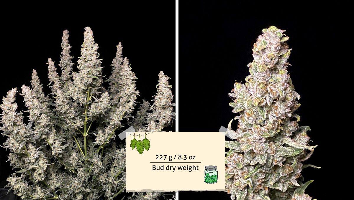 Gorilla Punch Auto cannabis strain: yield | a plant ready for harvest, the same plant trimmed and weighed, and a couple of its dried branches with sticky buds Gorilla Punch Auto cannabis strain: yield | a plant ready for harvest, the same plant trimmed and weighed, and a couple of its dried branches with sticky buds