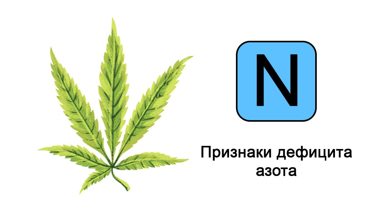 Дефицит азота