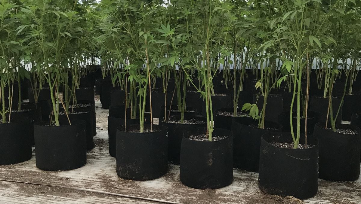 Monster cropping: monster cropping outdoors