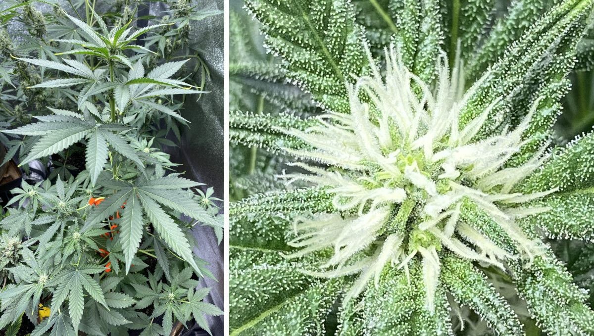 Cherry Cola Auto cannabis strain: early flower | weeks 6-7 | flowering stretch and first trichomes