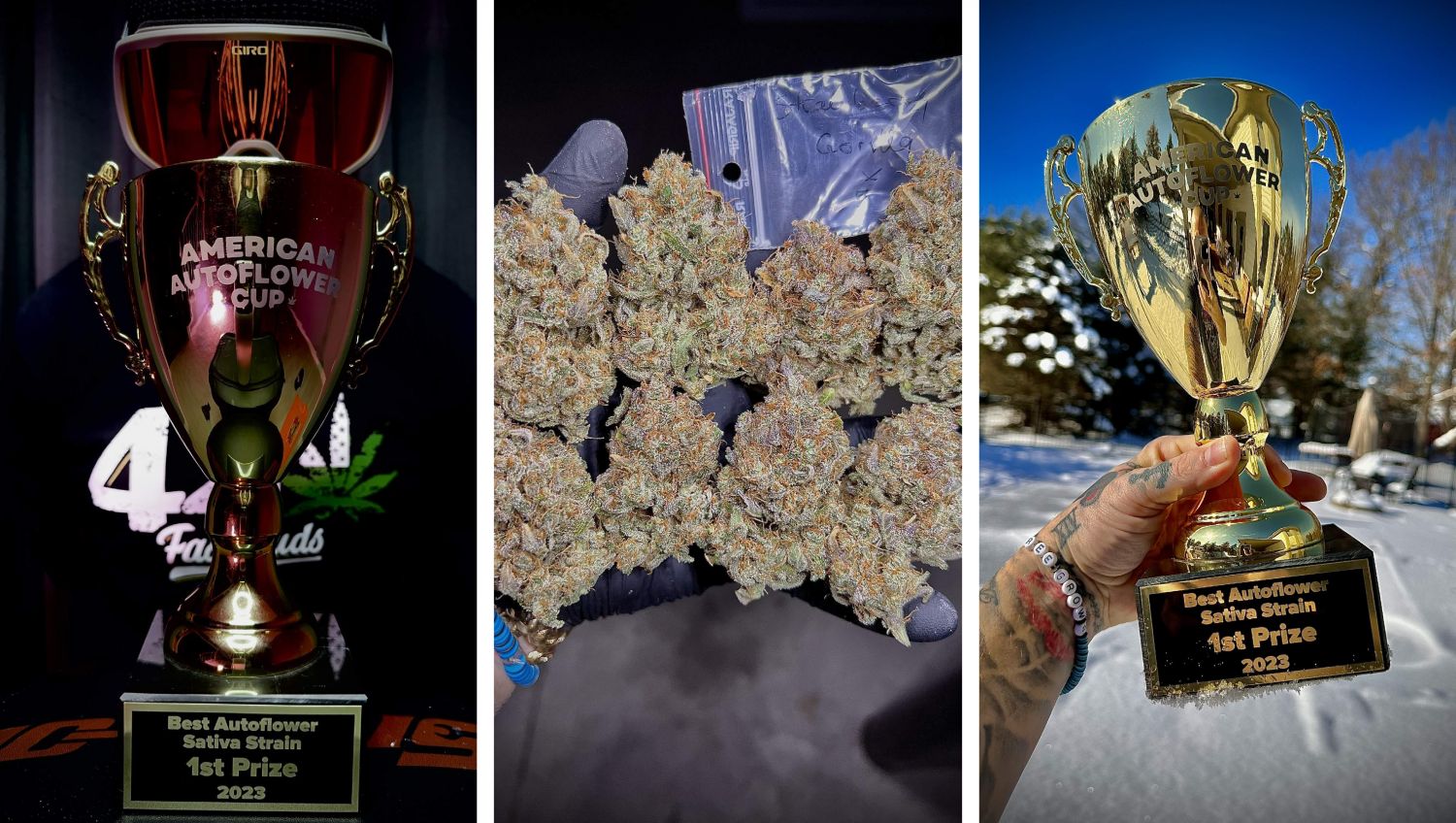 Freegrow8 won the American Autoflower Cup with Strawberry Gorilla Auto by Fast Buds. Freegrow8 won the American Autoflower Cup with Strawberry Gorilla Auto by Fast Buds.