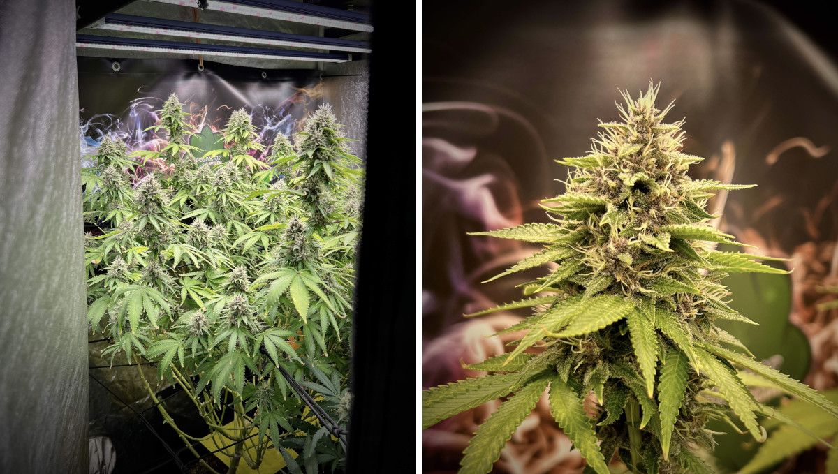 Purple Lemonade FF cannabis strain: mid flower (bulk phase) | weeks 10-11 | a multi-branch plant in a grow tent with fat and heavy colas Purple Lemonade FF cannabis strain: mid flower (bulk phase) | weeks 10-11 | a multi-branch plant in a grow tent with fat and heavy colas