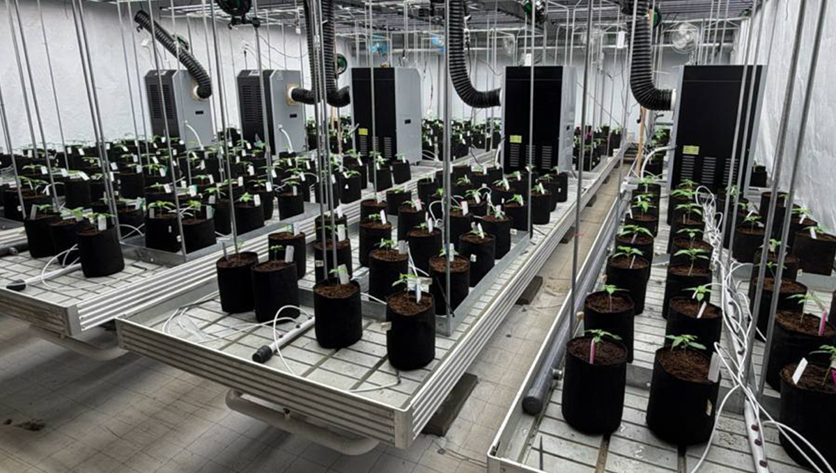 Large-Scale Autoflower Testing