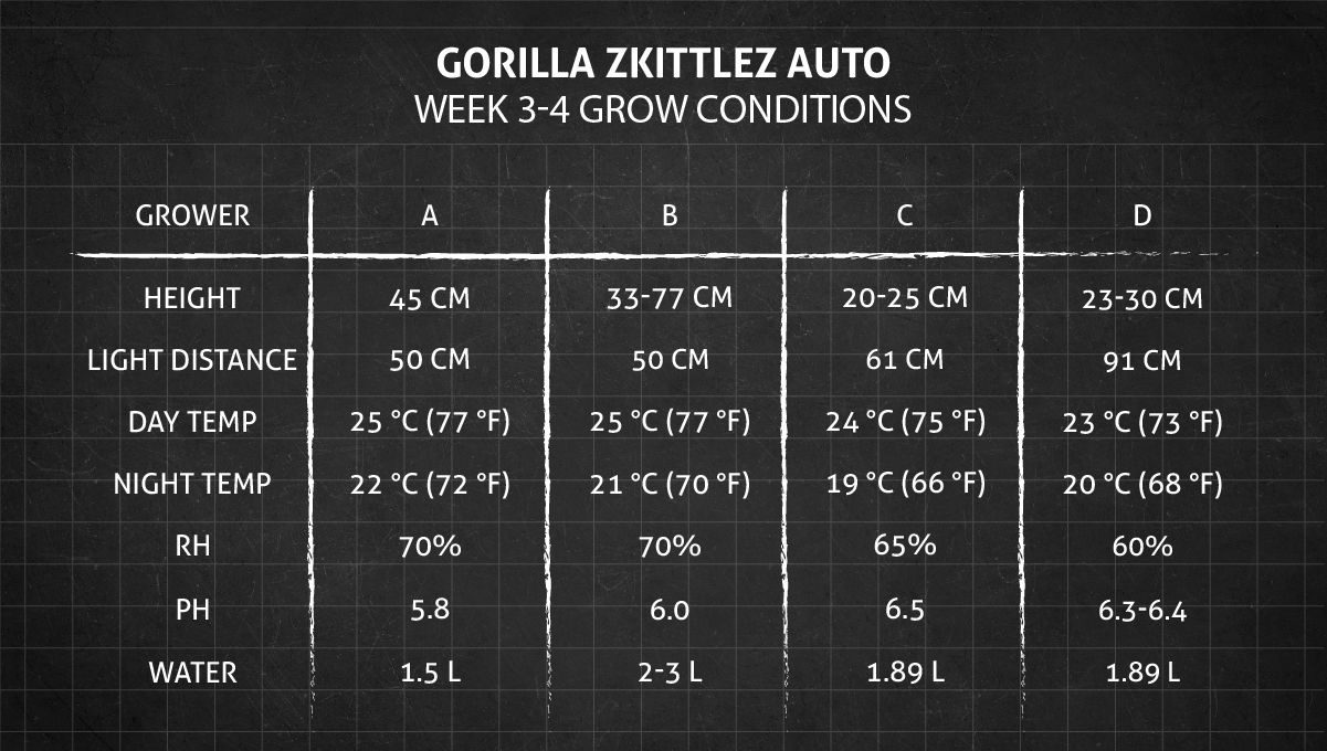 Gorilla Z Auto cannabis strain: weeks 3-4 grow conditions Gorilla Z Auto cannabis strain: weeks 3-4 grow conditions
