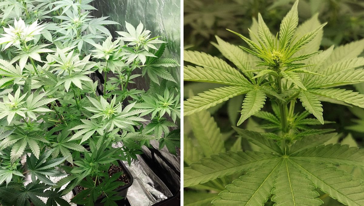 Wedding Cheesecake FF cannabis strain: transition (pre-flower) | week 7 | the first flowers forming