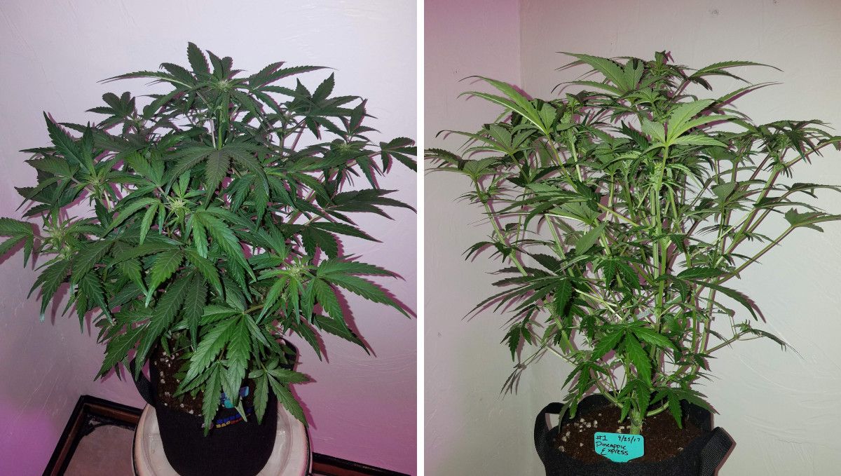 Pineapple Express Auto cannabis strain: transition (pre-flower) | week 5 | an autoflower stretching and starting to bud