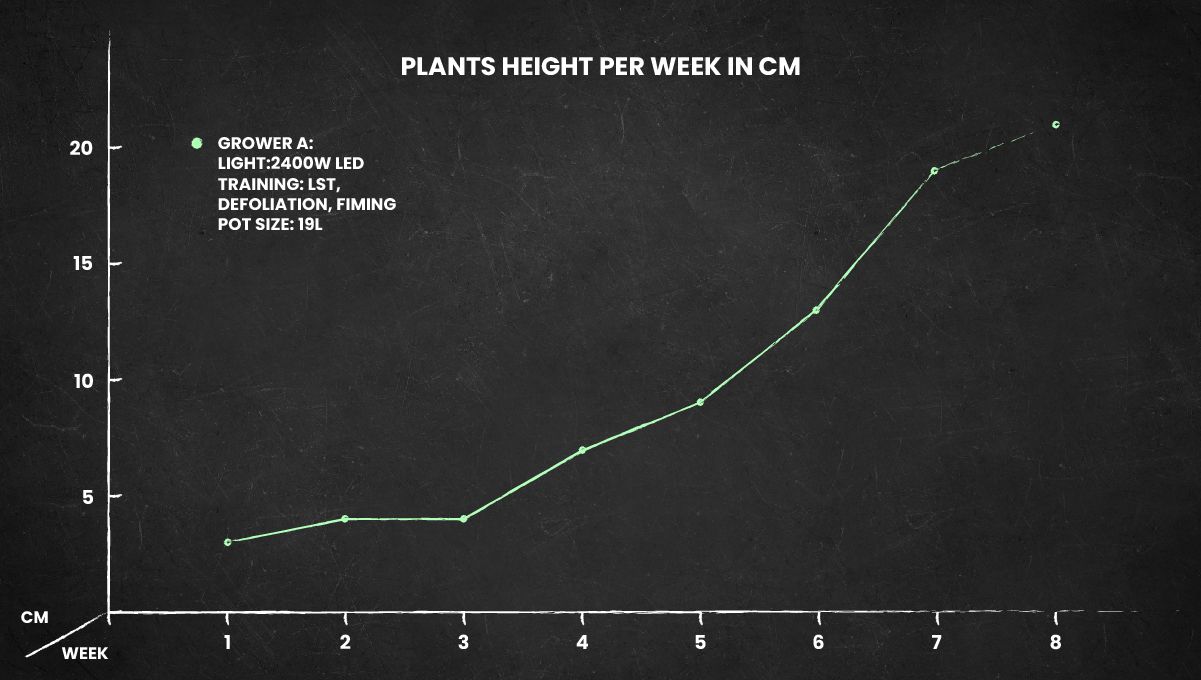 Skunk Auto Cannabis Strain: height chart Skunk Auto Cannabis Strain: height chart