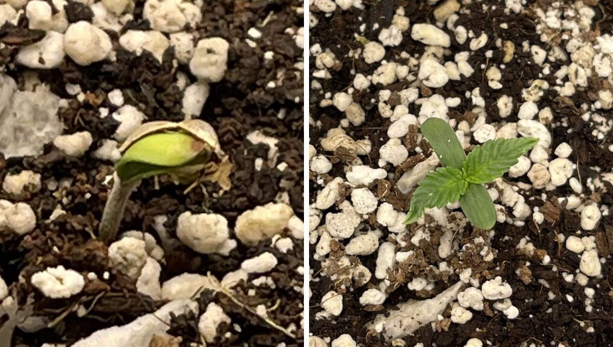 Gorilla Z Auto cannabis strain: germination and seedling stage | week 1 | a seed shown shedding its hull and then on the third day from sprouting Gorilla Z Auto cannabis strain: germination and seedling stage | week 1 | a seed shown shedding its hull and then on the third day from sprouting