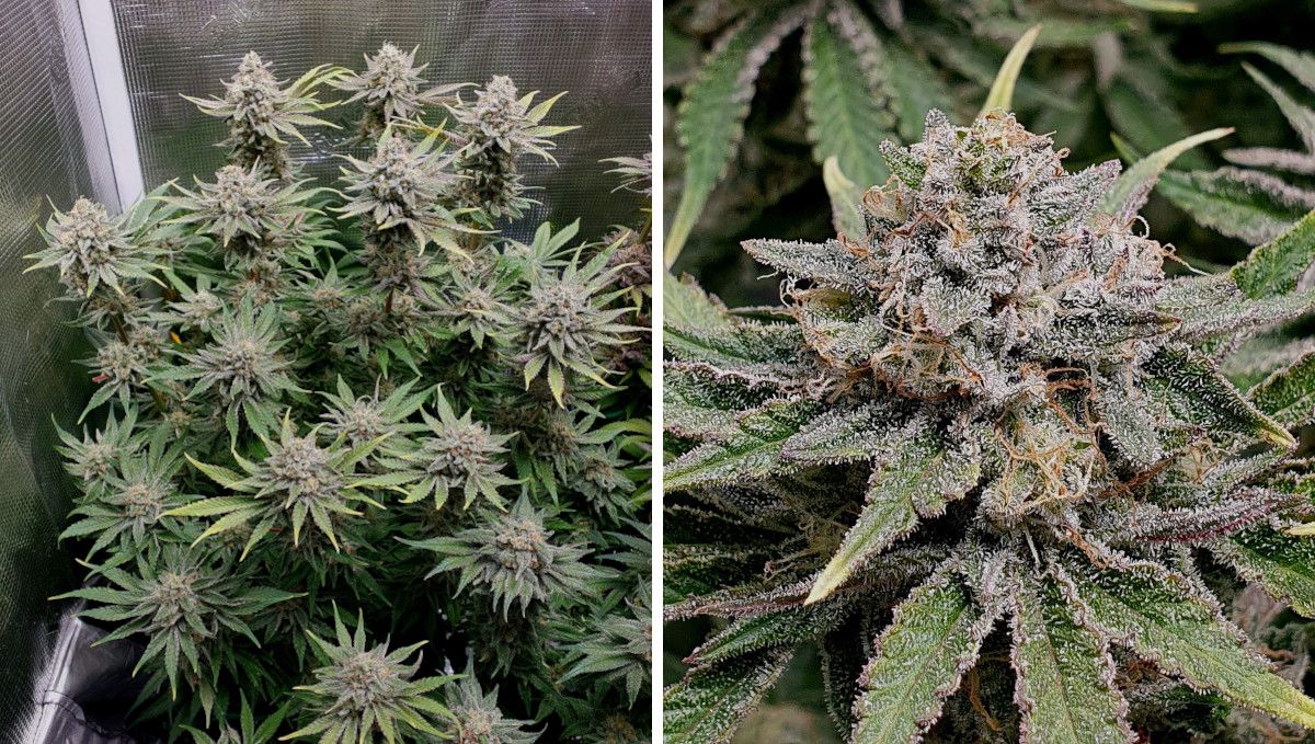 Tropicana Cookies FF cannabis strain: ripening and harvest | weeks 12 | a marijuana plant standing in an indoor tent on the eve of harvest and a close shot of its mature-looking cola Tropicana Cookies FF cannabis strain: ripening and harvest | weeks 12 | a marijuana plant standing in an indoor tent on the eve of harvest and a close shot of its mature-looking cola