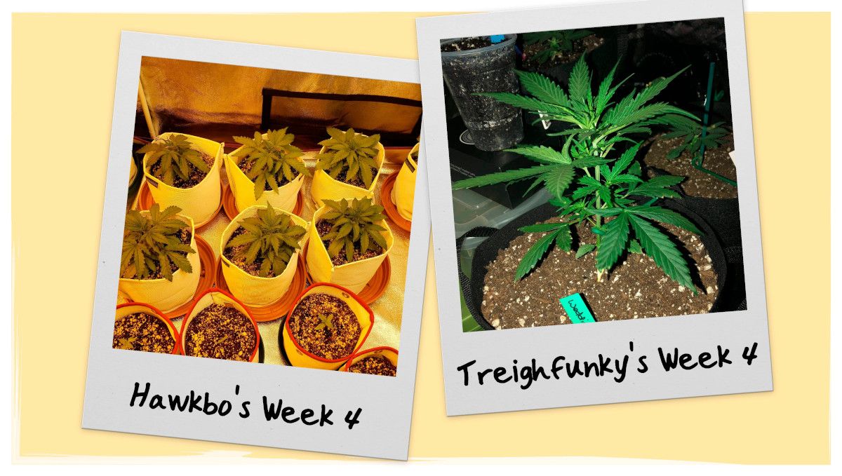 Wedding Cheesecake Grow Progress - Week 4 Wedding Cheesecake Grow Progress - Week 4