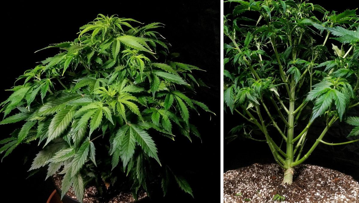 Blueberry Cheese Auto cannabis strain: mid veg | weeks 3-4 | a medium sized but very bushy autoflower and a closer look at its thick branches Blueberry Cheese Auto cannabis strain: mid veg | weeks 3-4 | a medium sized but very bushy autoflower and a closer look at its thick branches