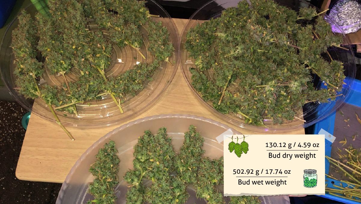 Treigfunky Harvest Treigfunky Harvest