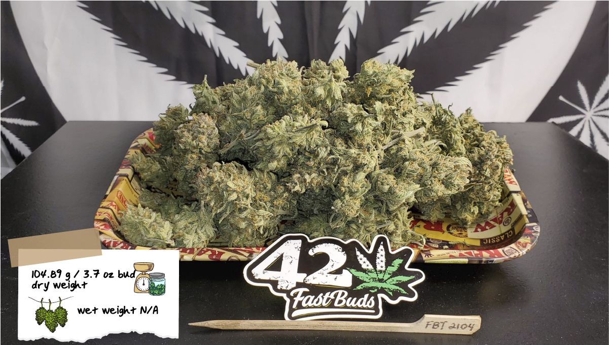 Forbidden Runtz Auto Cannabis Strain Week-by-Week Guide: A heap of dry cannabis buds on a tray with a FastBuds fridge magnet in the foreground Forbidden Runtz Auto Cannabis Strain Week-by-Week Guide: A heap of dry cannabis buds on a tray with a FastBuds fridge magnet in the foreground