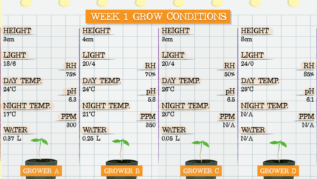 Strawberry Pie Auto Cannabis Strain Week-by-Week Guide: Week 1 grow conditions