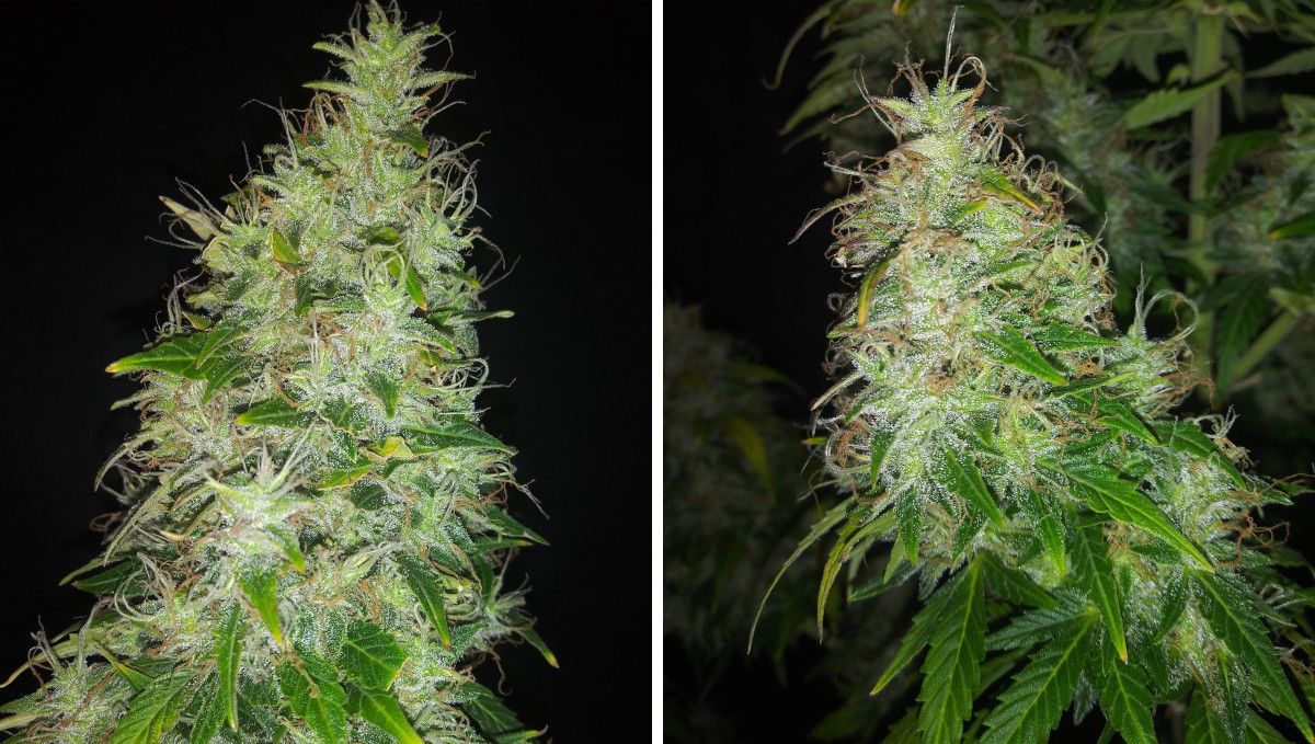 Critical Auto Cannabis Strain Week-by-Week Guide: Massive maturing colas, very resinous but with most of the pistils still white
