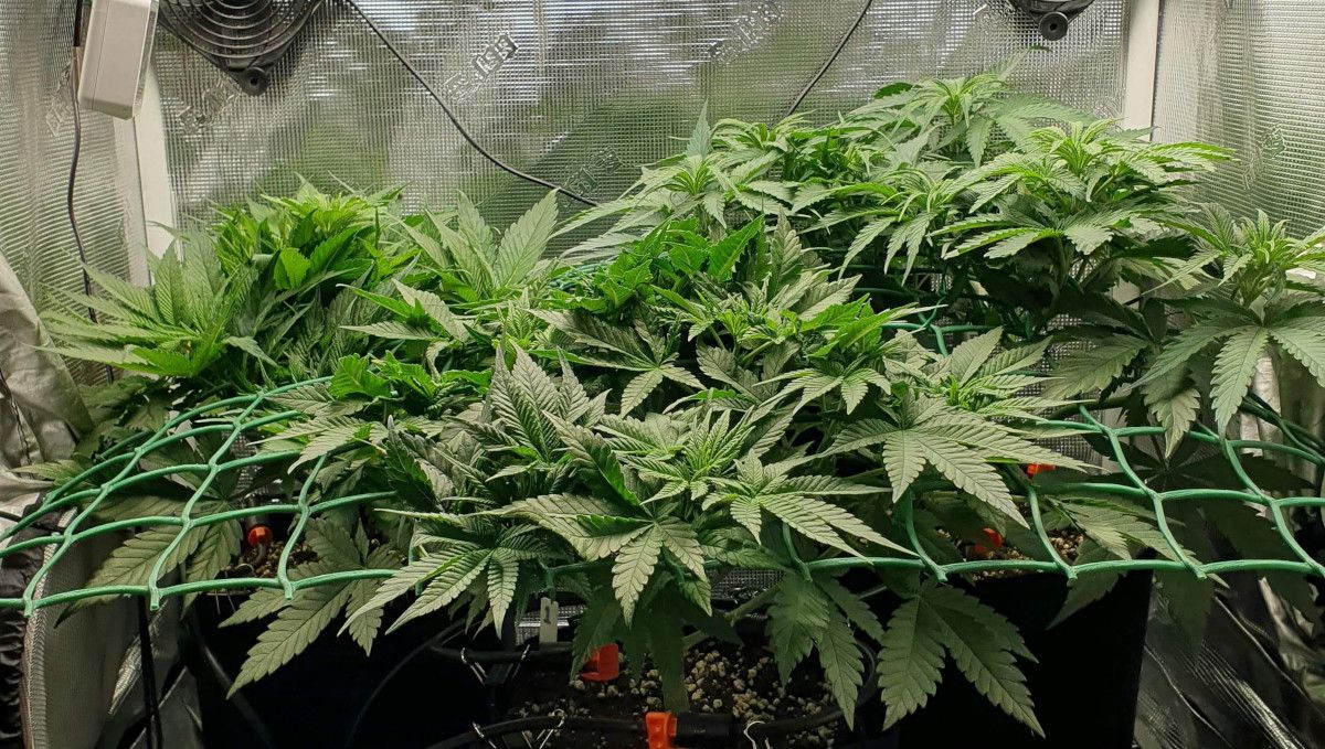 Tropicana Cookies FF cannabis strain: mid veg | weeks 3-6 | three very bushy and dense plants filling in the ScrOG net in a grow tent Tropicana Cookies FF cannabis strain: mid veg | weeks 3-6 | three very bushy and dense plants filling in the ScrOG net in a grow tent