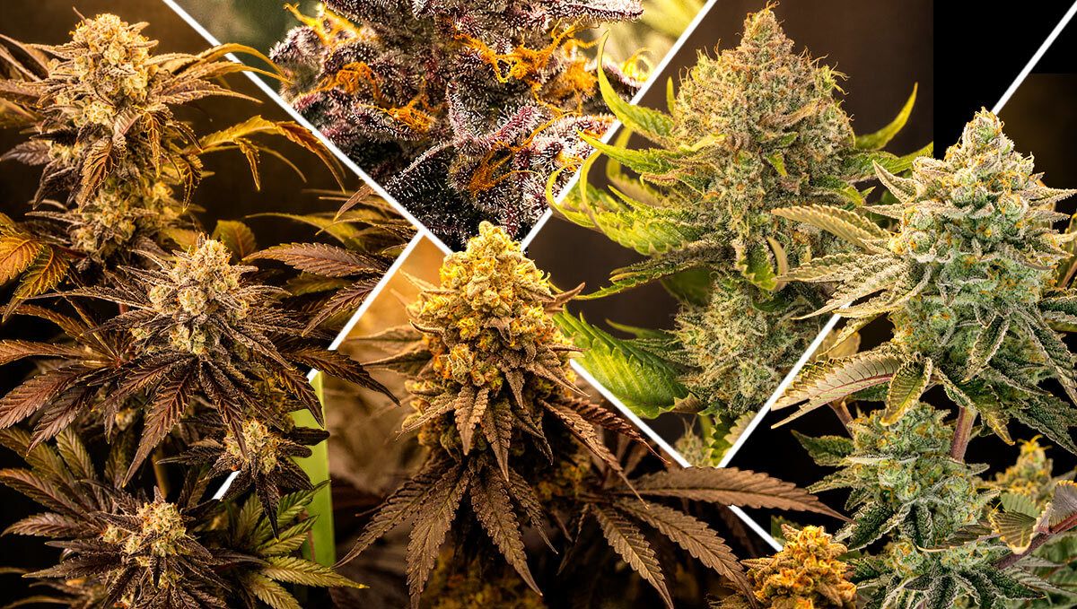 What Makes a Strain Great for Greenhouses?