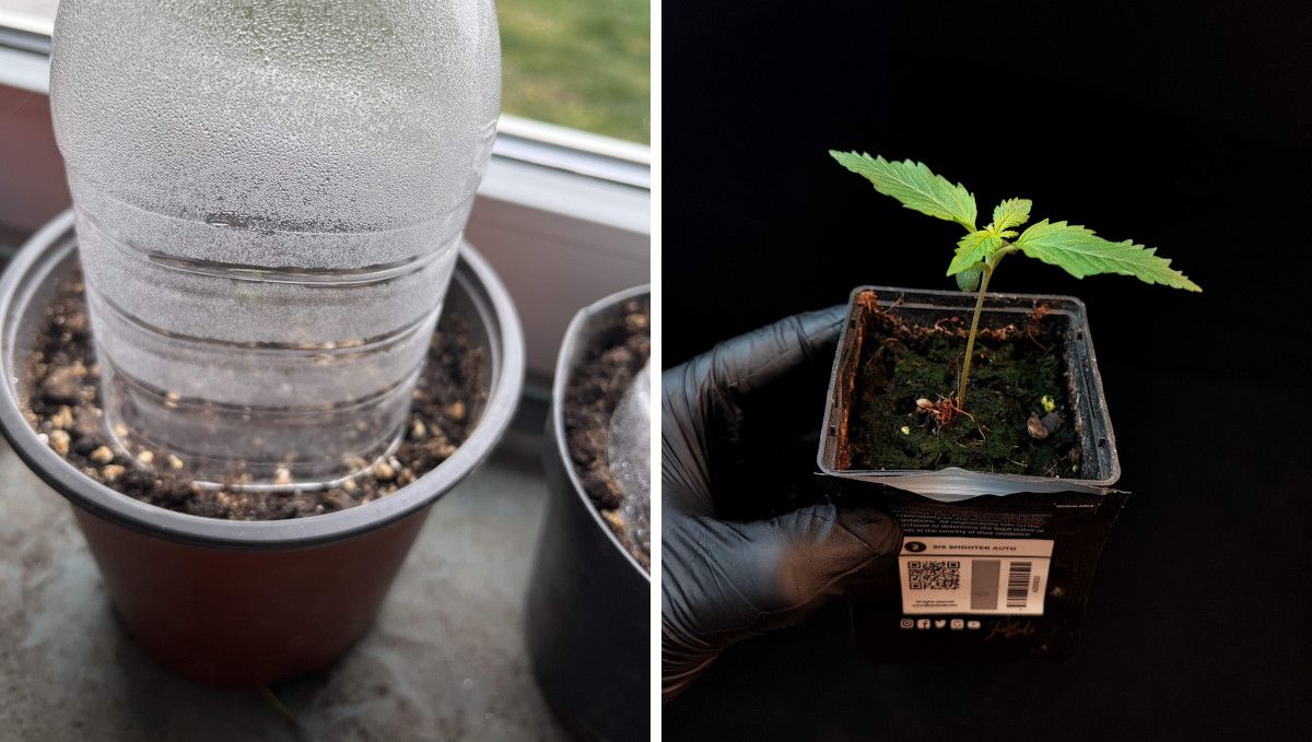 Six Shooter Auto cannabis strain: germination and seedling stage | week 1 | a small pot on a window sill covered with a humidity dome and a big seedling in a starter pot Six Shooter Auto cannabis strain: germination and seedling stage | week 1 | a small pot on a window sill covered with a humidity dome and a big seedling in a starter pot