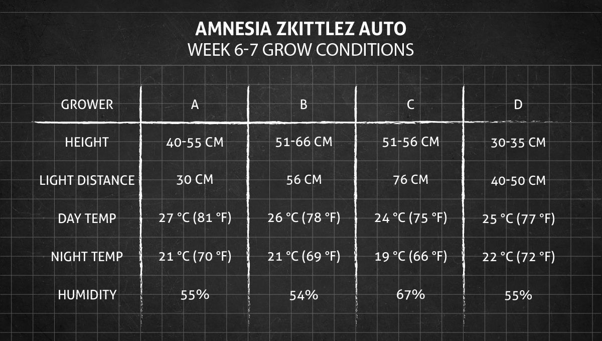 Amnesia Z Auto cannabis strain: weeks 6-7 grow conditions Amnesia Z Auto cannabis strain: weeks 6-7 grow conditions