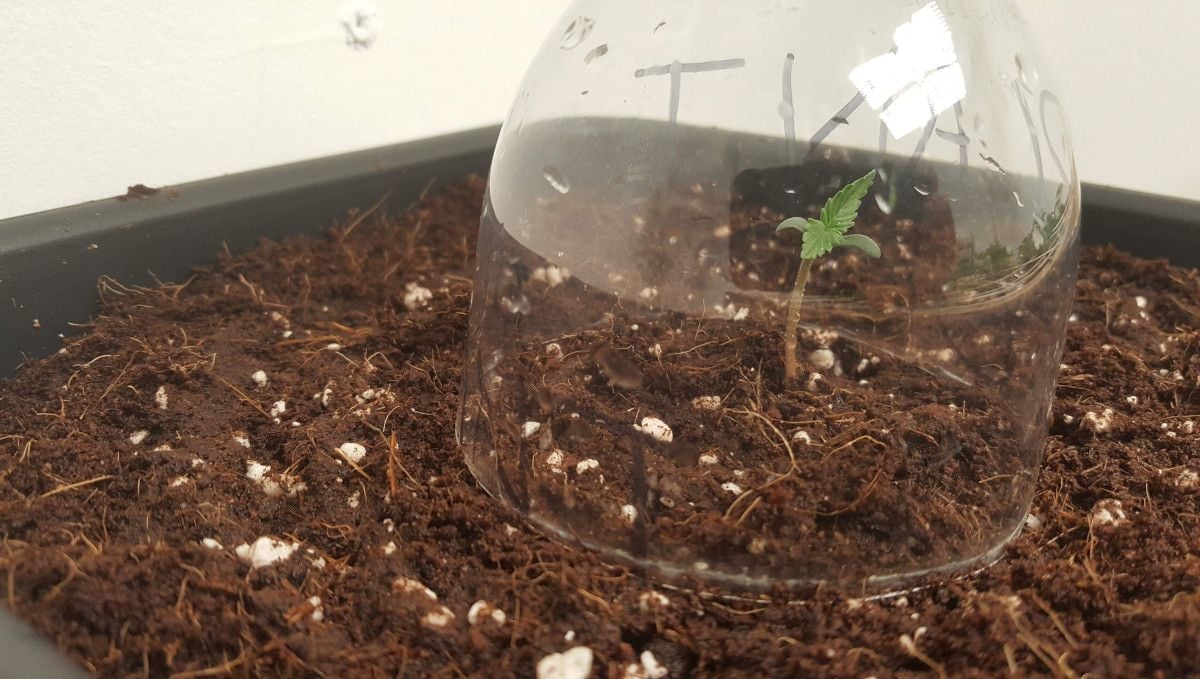 Auto Mazar cannabis strain: germination and seedling stage | week 1 | a sprout under a humidity dome made out of a plastic bottle
