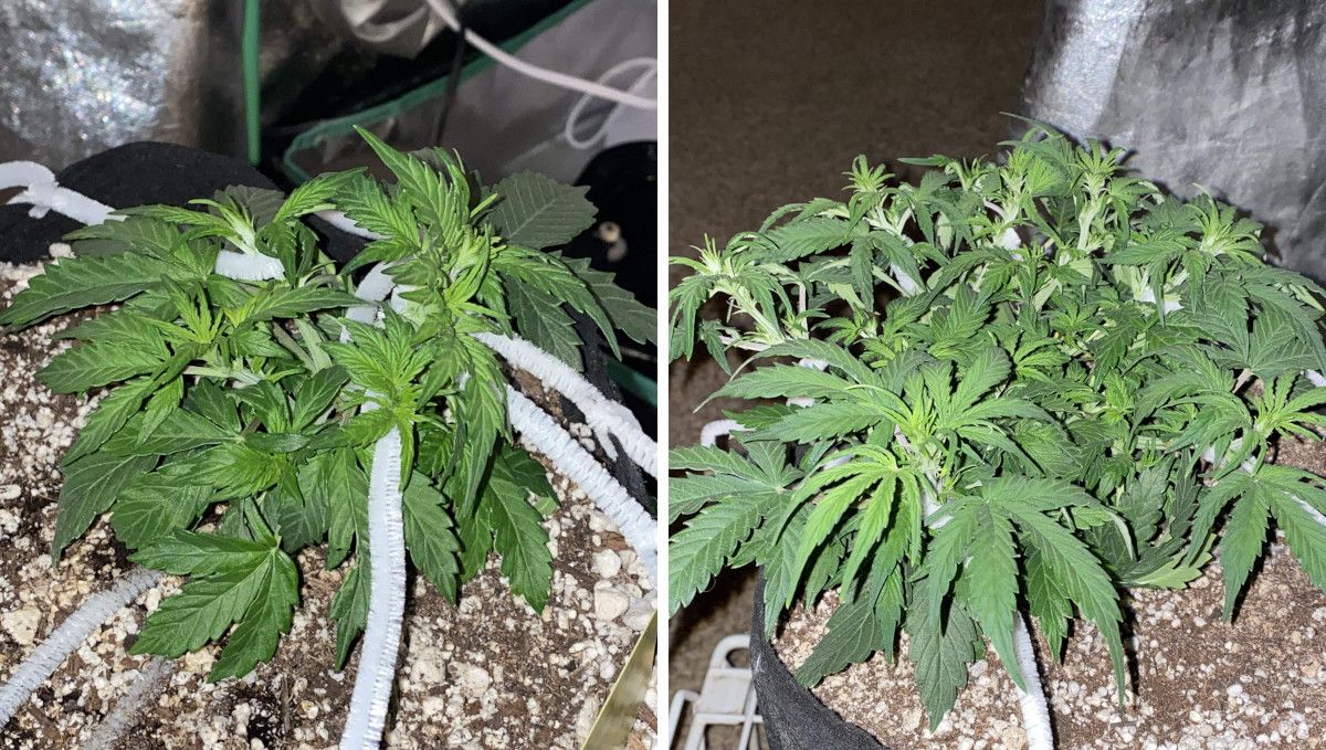 Pineapple Express Auto cannabis strain: mid veg | weeks 3-4 | heavy training continues