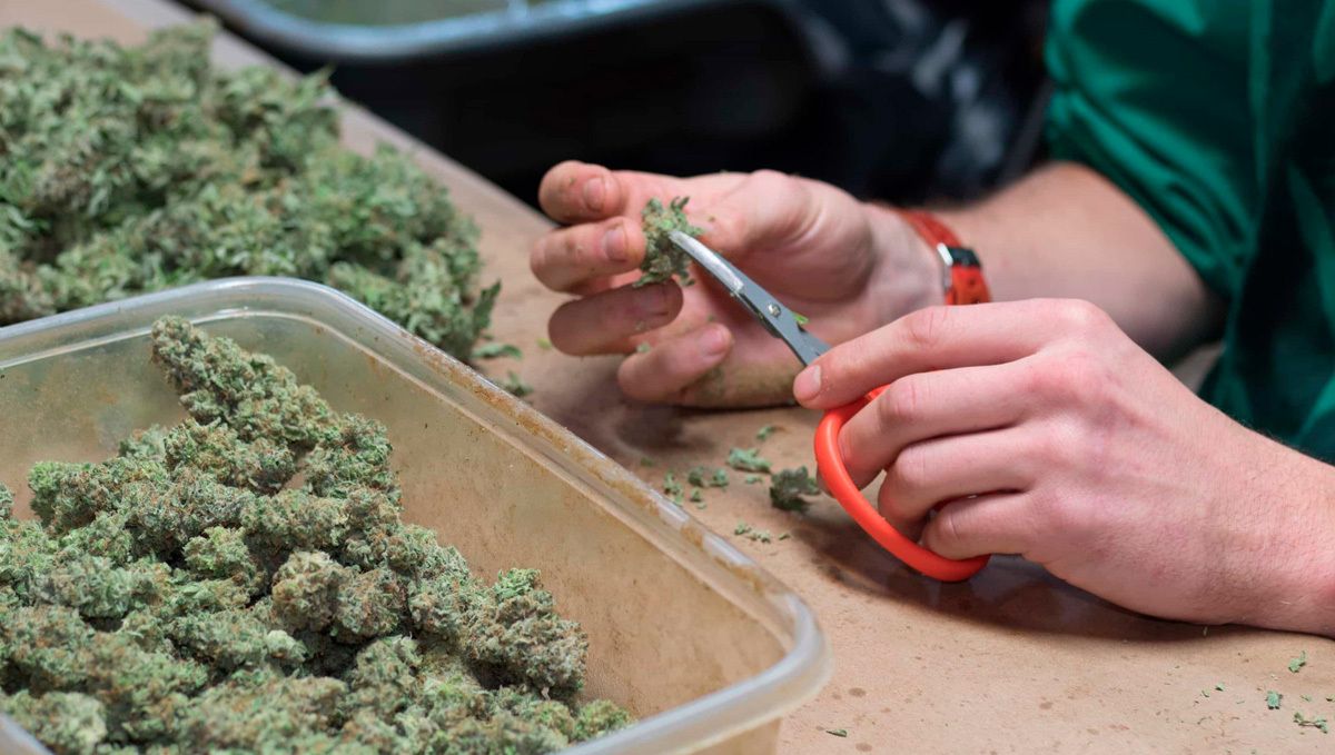 Jack Herer Auto Cannabis Sorte: Woche zu Woche Ratgeber: Blüten Trimmen