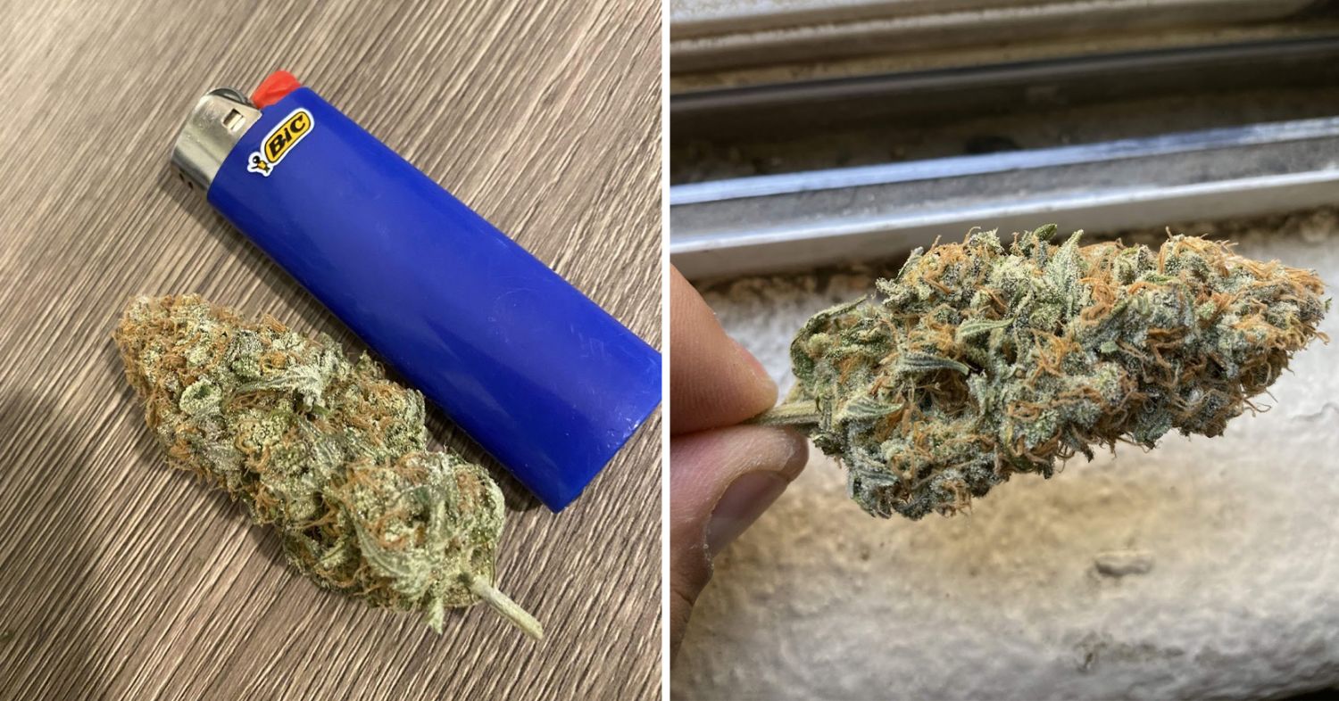 Power plant cannabis week-by-week guide: type of effect