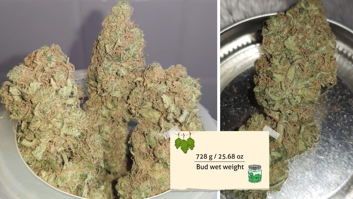 Wedding Cheesecake FF cannabis strain: yield | trimmed and dried buds