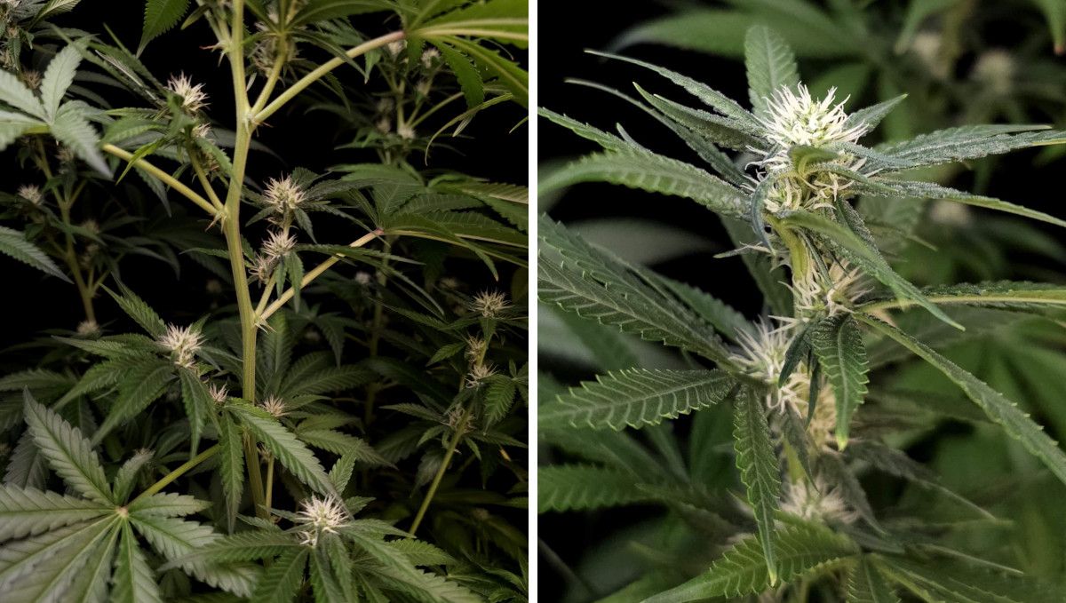 Tropicana Cookies FF cannabis strain: early flower | weeks 8-9 | a long, stretchy branch and the first tiny flowers forming at the middle nodes and on top Tropicana Cookies FF cannabis strain: early flower | weeks 8-9 | a long, stretchy branch and the first tiny flowers forming at the middle nodes and on top