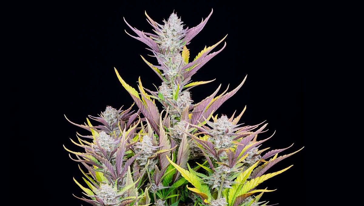 Top 10 Best Outdoor Autoflower Seeds UK 2024: Wedding glue auto Top 10 Best Outdoor Autoflower Seeds UK 2024: Wedding glue auto