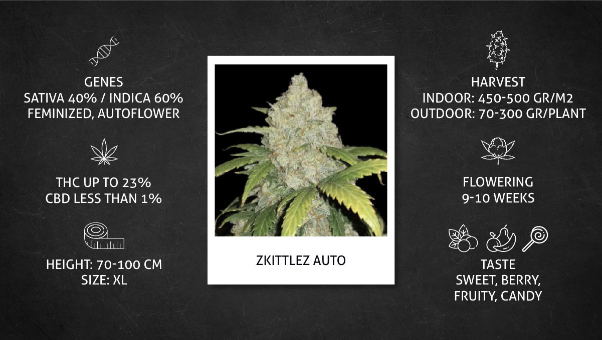 Z Auto Cannabis Strain Week-by-Week Guide: The plant's datasheet