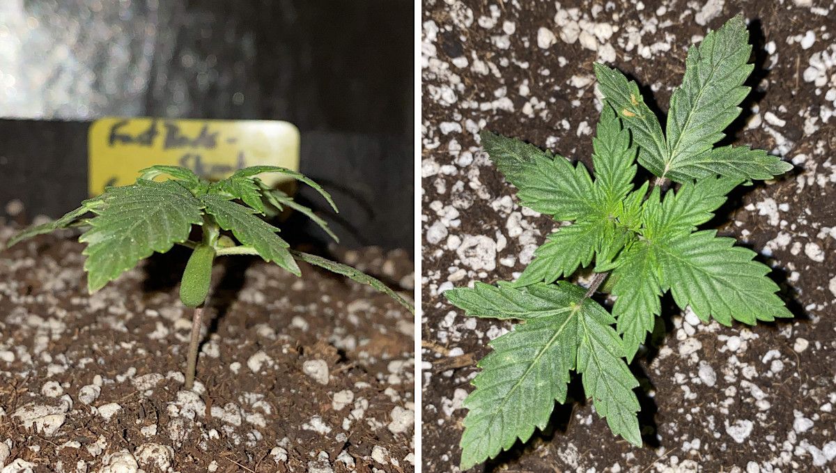 Skunk Auto Cannabis Strain Week-by-Week Guide: A side view and a top view of a 2-week-old ganja seedling