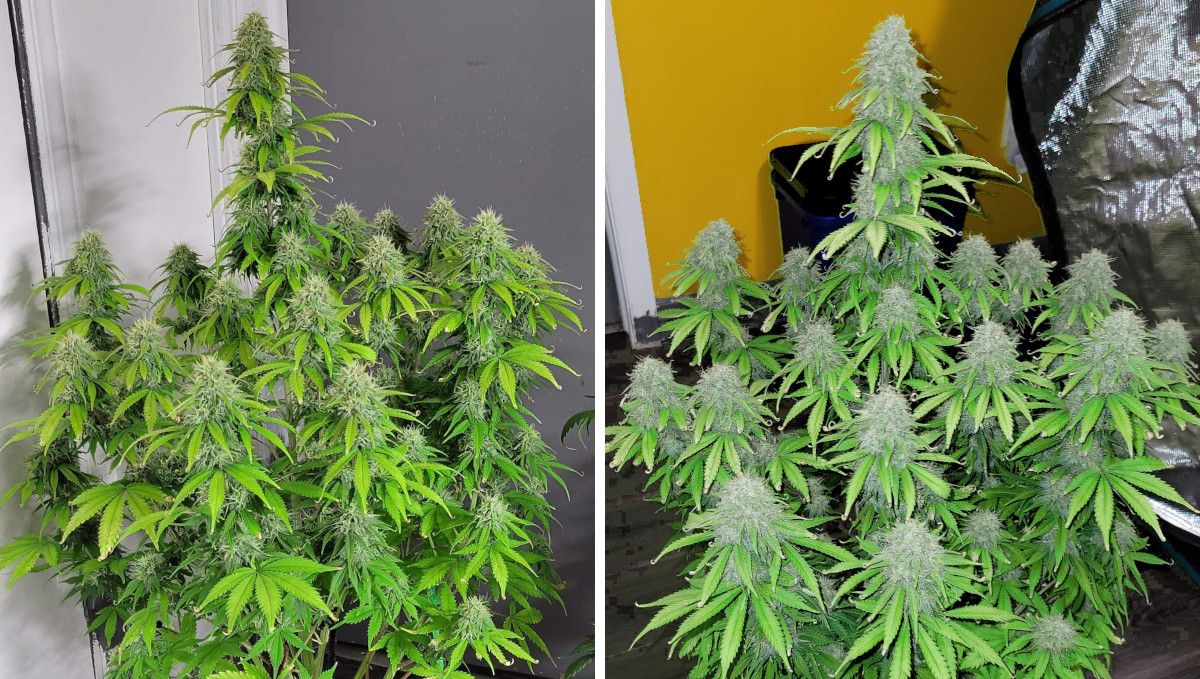 Mimosa Cake Auto cannabis strain: ripening and harvest | weeks 10-11 | a huge indoor weed plant with multiple branches and fat buds