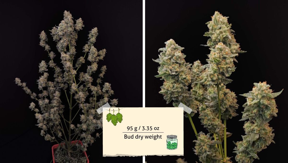 Six Shooter Auto cannabis strain: yield | colas ready for harvest and already wet trimmed Six Shooter Auto cannabis strain: yield | colas ready for harvest and already wet trimmed