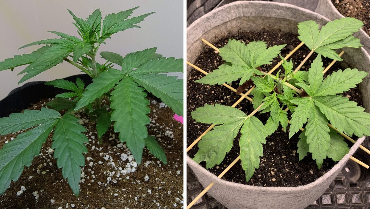 Six Shooter Auto cannabis strain: early veg | week 2 | the comparison of a trained and untrained young plants Six Shooter Auto cannabis strain: early veg | week 2 | the comparison of a trained and untrained young plants