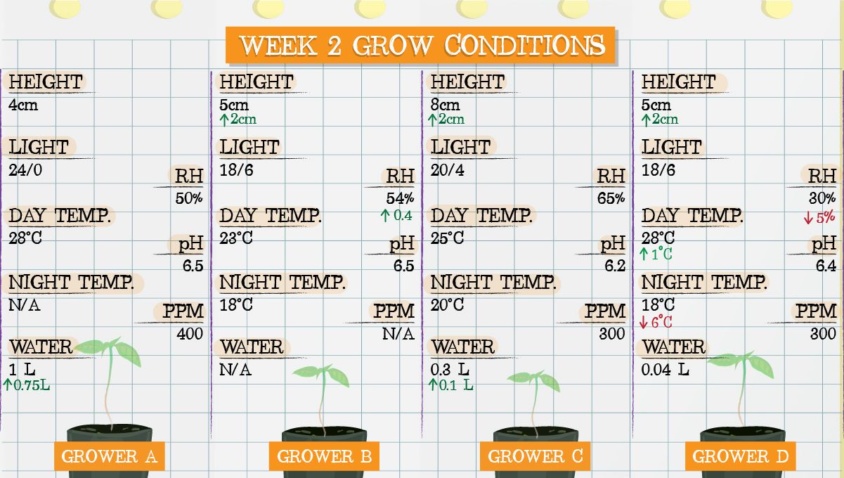 Forbidden Runtz Auto Cannabis Strain Week-by-Week Guide: Week 2 grow conditions Forbidden Runtz Auto Cannabis Strain Week-by-Week Guide: Week 2 grow conditions