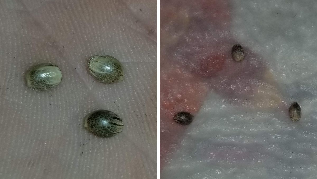 Six Shooter Auto cannabis strain: germination and seedling stage | week 1 | seeds on a wet paper towel Six Shooter Auto cannabis strain: germination and seedling stage | week 1 | seeds on a wet paper towel