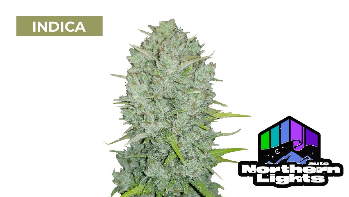 Auto Northern Lights Auto Northern Lights