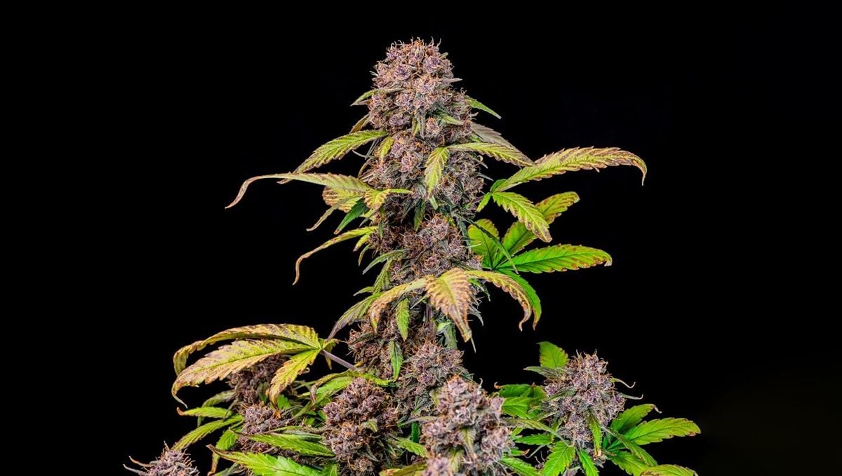 Top 5 Besten Autoflower Sorten für den Indoor-Anbau: Lemon Cherry Cookies Auto Top 5 Besten Autoflower Sorten für den Indoor-Anbau: Lemon Cherry Cookies Auto