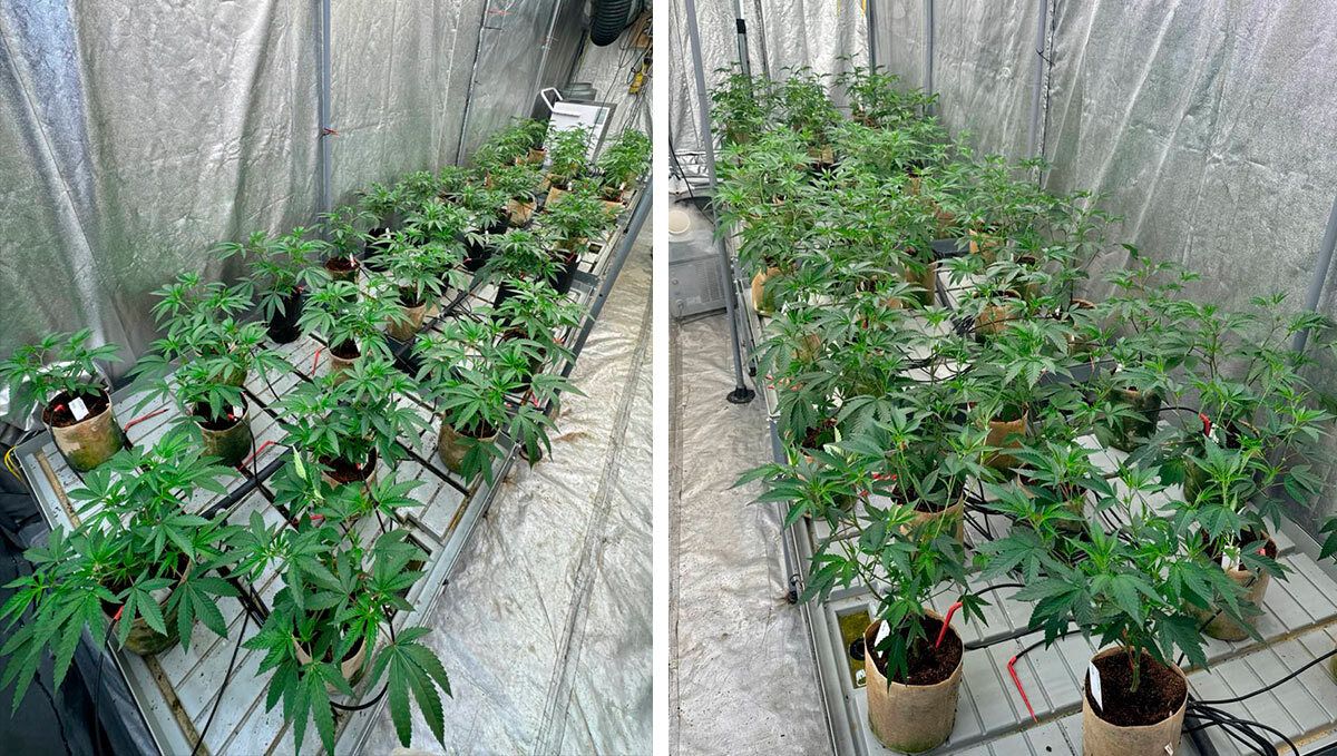 cover_98.jpg Females spaced evenly